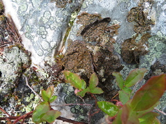 Umbilicaria hyperborea