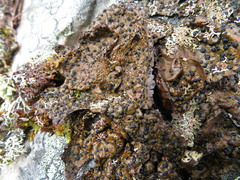 Umbilicaria hyperborea