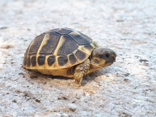 Hermann's Tortoise