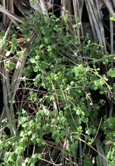 Coprosma neglecta