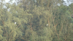 Cacatua
