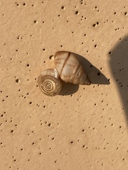 Bulimulus guadalupensis