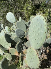 Opuntia robusta