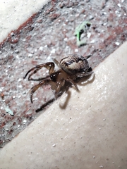 Metazygia wittfeldae