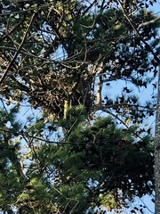 Haliaeetus leucocephalus