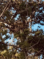 Haliaeetus leucocephalus