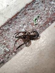 Metazygia wittfeldae