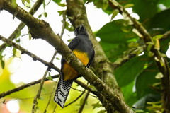 Trogon chionurus