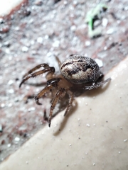 Metazygia wittfeldae