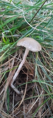 Panaeolus