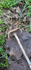 Panaeolus