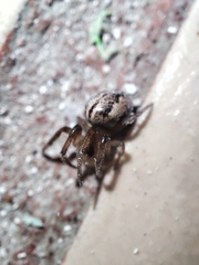 Metazygia wittfeldae