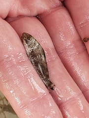 Menticirrhus americanus