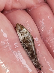 Menticirrhus americanus
