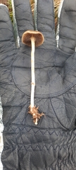 Panaeolus