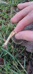 Panaeolus