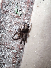 Metazygia wittfeldae