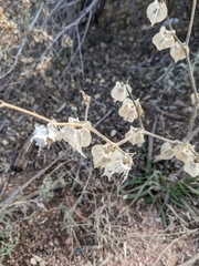 Physalis neomexicana