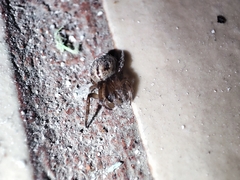 Metazygia wittfeldae