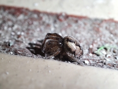 Metazygia wittfeldae