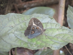 Dasyophthalma creusa