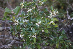 Chiococca alba