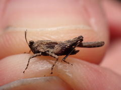 Tetrix ceperoi