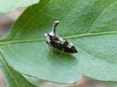 Notocera bituberculata