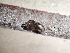 Metazygia wittfeldae