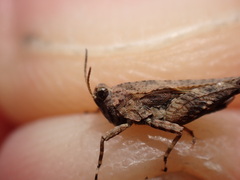 Tetrix ceperoi
