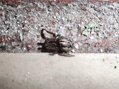 Metazygia wittfeldae