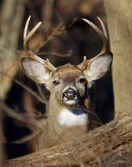 Odocoileus virginianus borealis