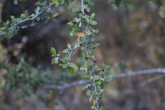 Malacomeles denticulata