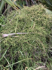 Coprosma neglecta