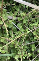 Coprosma neglecta
