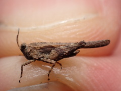 Tetrix ceperoi