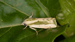 Earias huegeliana