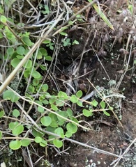 Coprosma neglecta