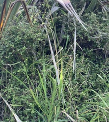 Coprosma neglecta