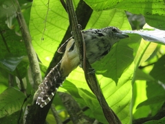 Hypoedaleus guttatus