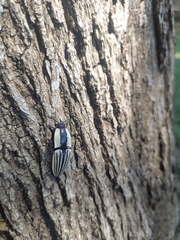 Chalcolepidius limbatus
