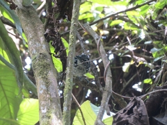 Hypoedaleus guttatus