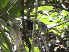 Hypoedaleus guttatus