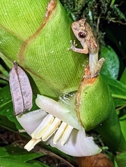 Diasporus diastema
