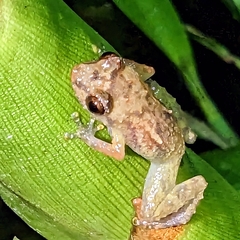 Diasporus diastema