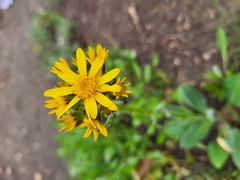 Senecio integerrimus