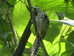 Hypoedaleus guttatus