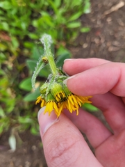 Senecio integerrimus