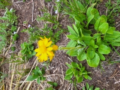 Senecio integerrimus