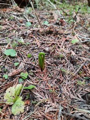 Botrypus virginianus